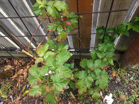 Boysenberry Plant