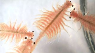 Four red sea monkeys — Best small pets