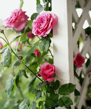 A close up shot of a white painted wooden trellis with a lattice pattern and pink roses and green leaves woven around it