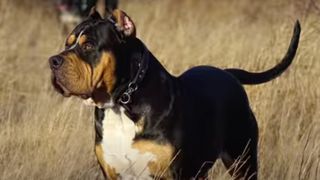 Sirius Black, the world's biggest tricolor American Bully