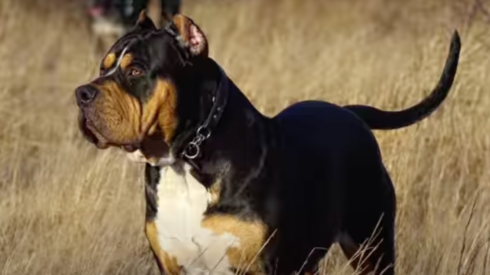 The American Bully: A Big Dog With A Bigger Heart