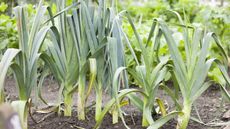 Leeks growing in a vegetable garden