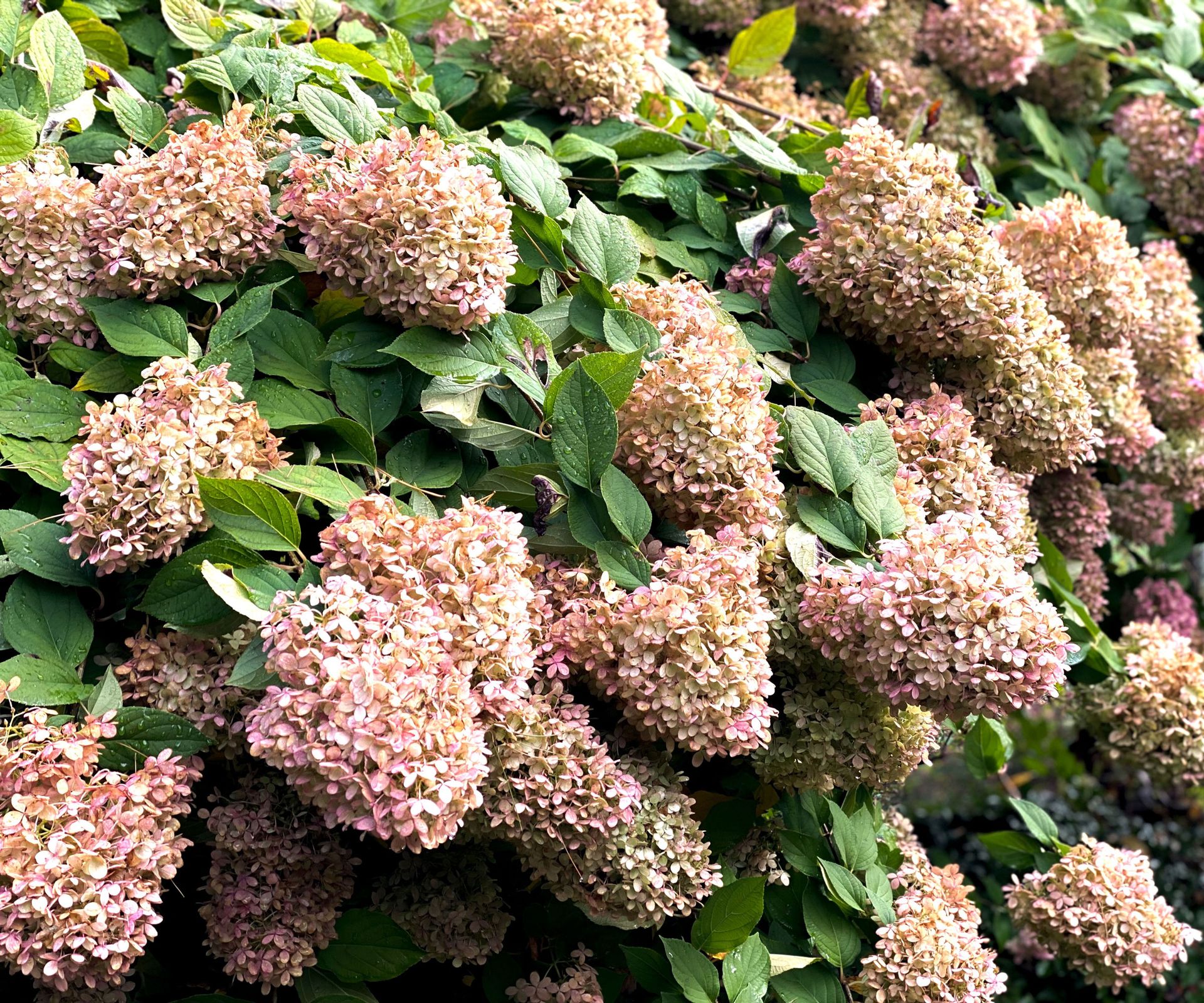 panicle hydrangea shrub with fading bronze flower heads