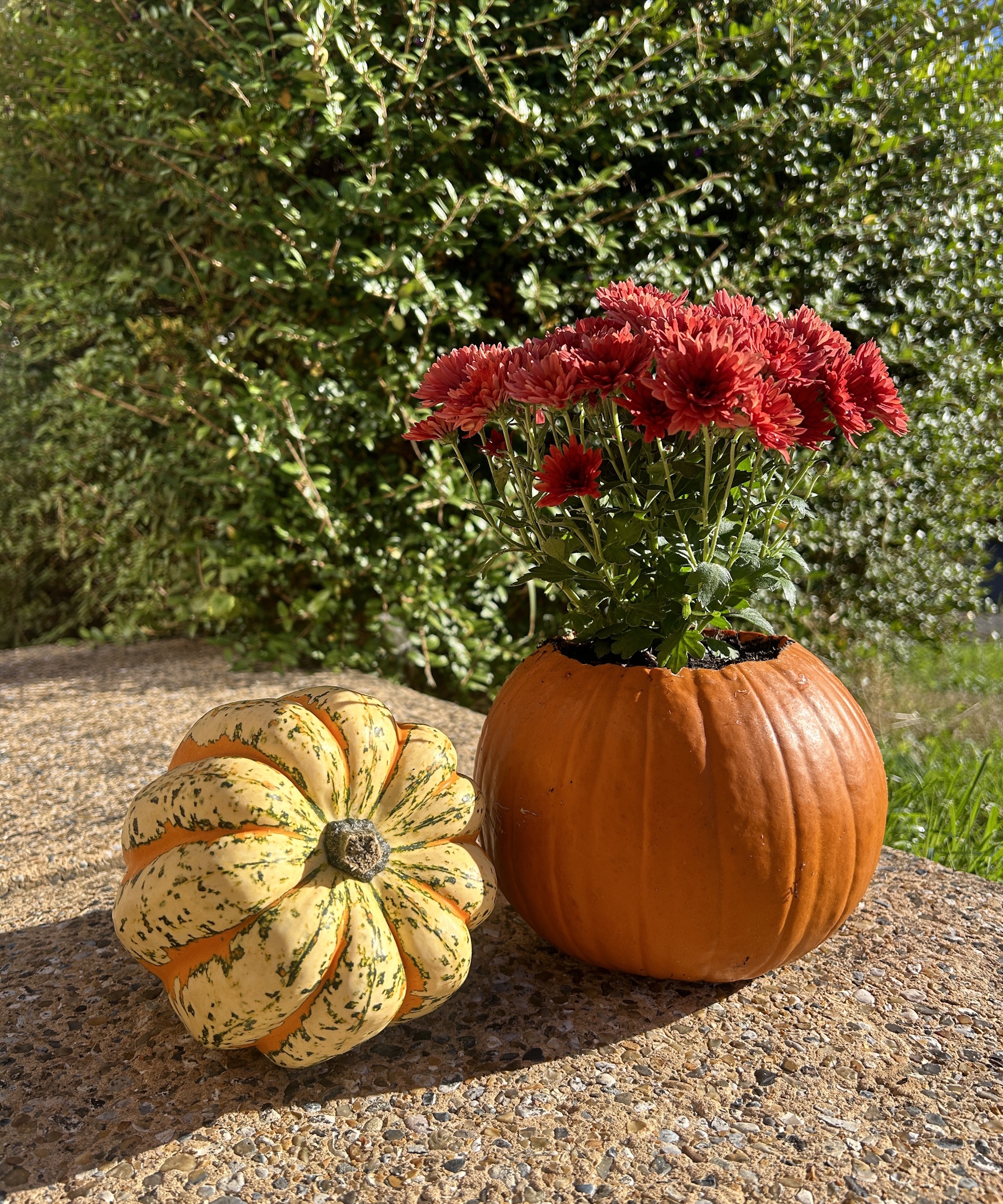 Pumpkin plant pot with chrysanthemums