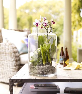 flowering white orchid on a coffee table