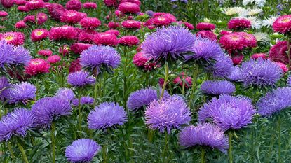 Beautiful purple pink types of asters in flowerbed