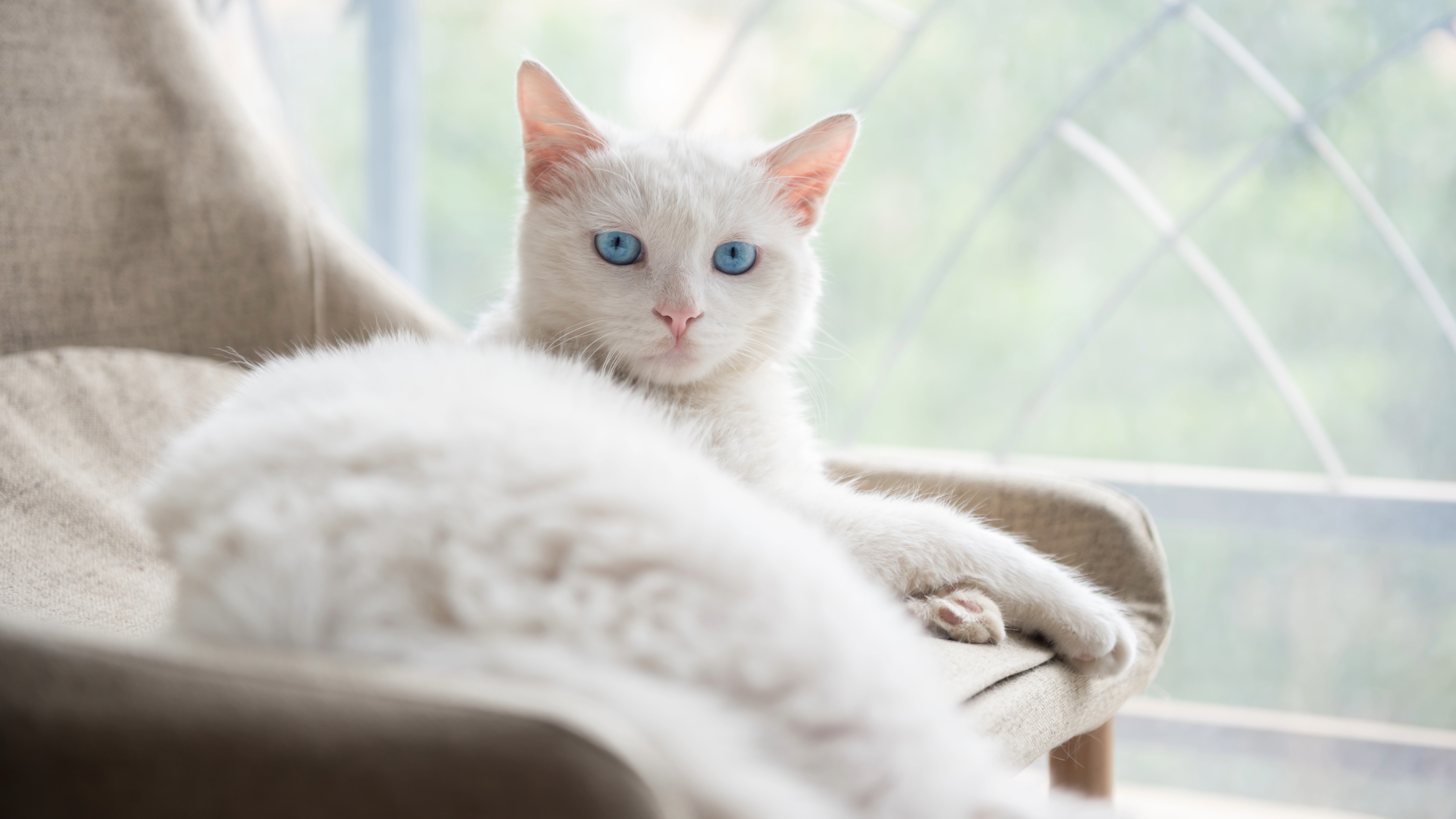 White cat