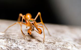 Longest fangs (Myrmarachne jumping spiders