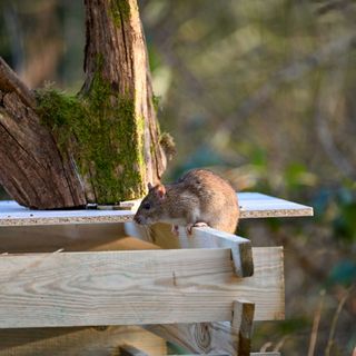 Rat sitting on wooden compost bin