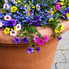Flowers in enormous terracotta pot