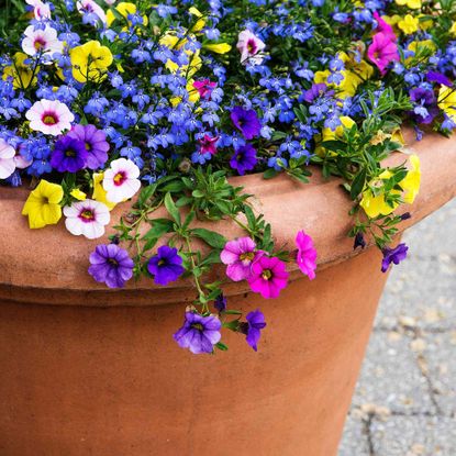 Flowers in enormous terracotta pot