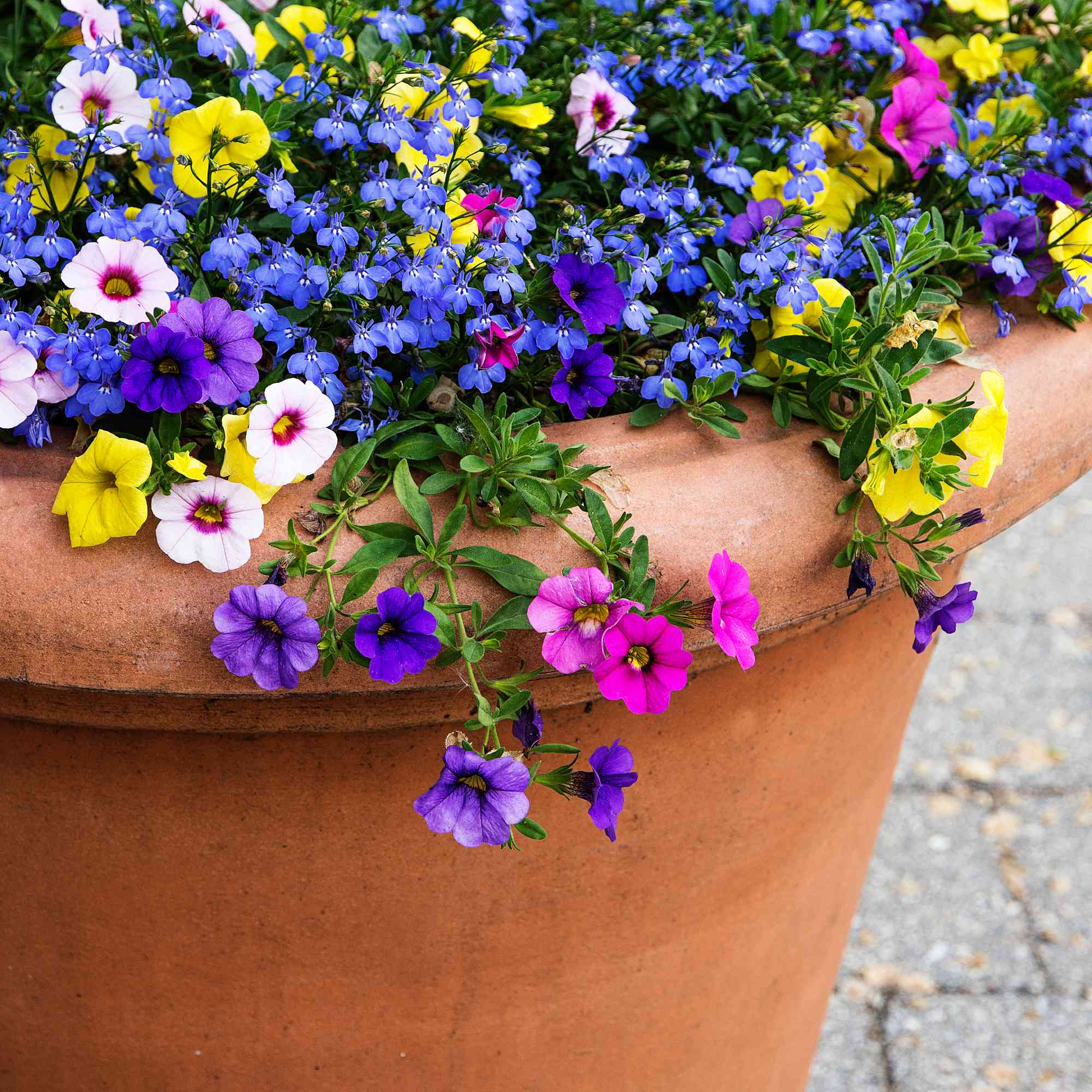 Flowers in enormous terracotta pot