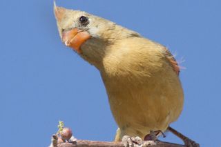 A male, yellow Northern cardinal perching on a branch in Mexico, Baja California.