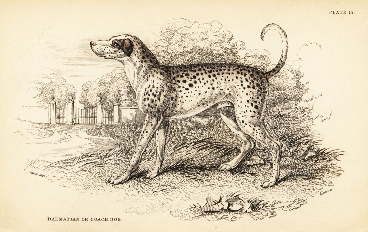 A 19th-century hand-coloured engraving of a dalmatian, also known as a coach dog, shown in profile standing in a landscape with trees and gates in the background.