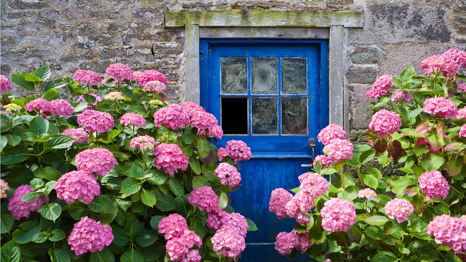 Florist hydrangeas