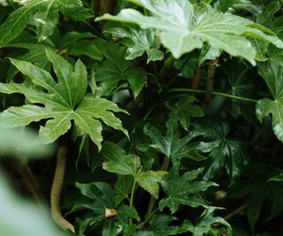 Glossy Fatsia japonica (Fatsi, Japanese aralia) with dark green leaves