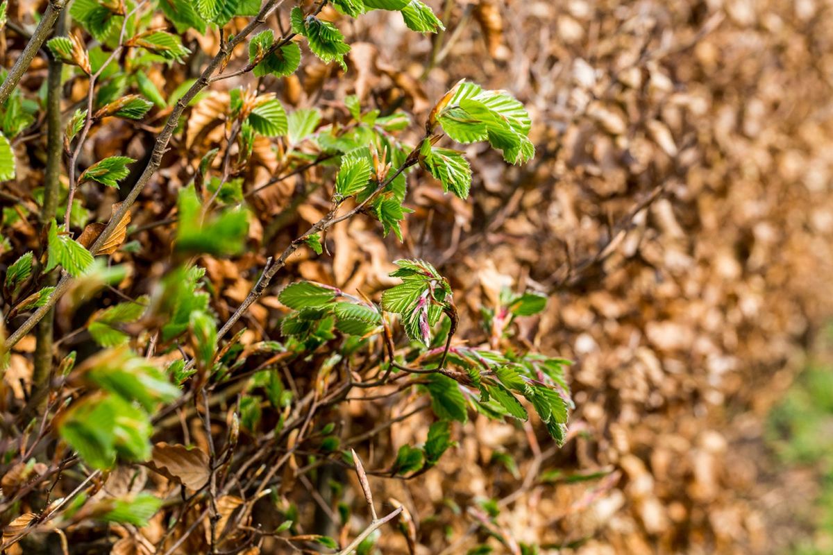 Pruning A Beech Hedgerow: Best Time To Prune Beech Hedge Plants ...