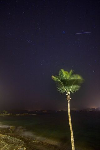 2013 Perseid Meteor and Palm Tree in St. Thomas, US Virgin Islands
