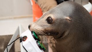 A sea lion called Spike playing videogames.