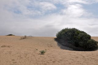 Ancient Dune-building - Guadalupe-Nipomo Dunes