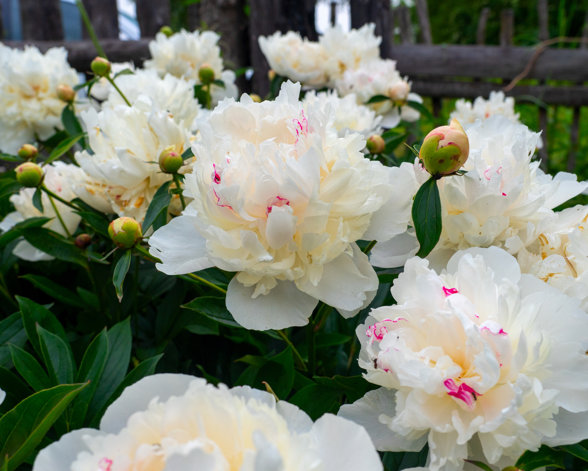 White shirley temple peonies with pink on edges of petals