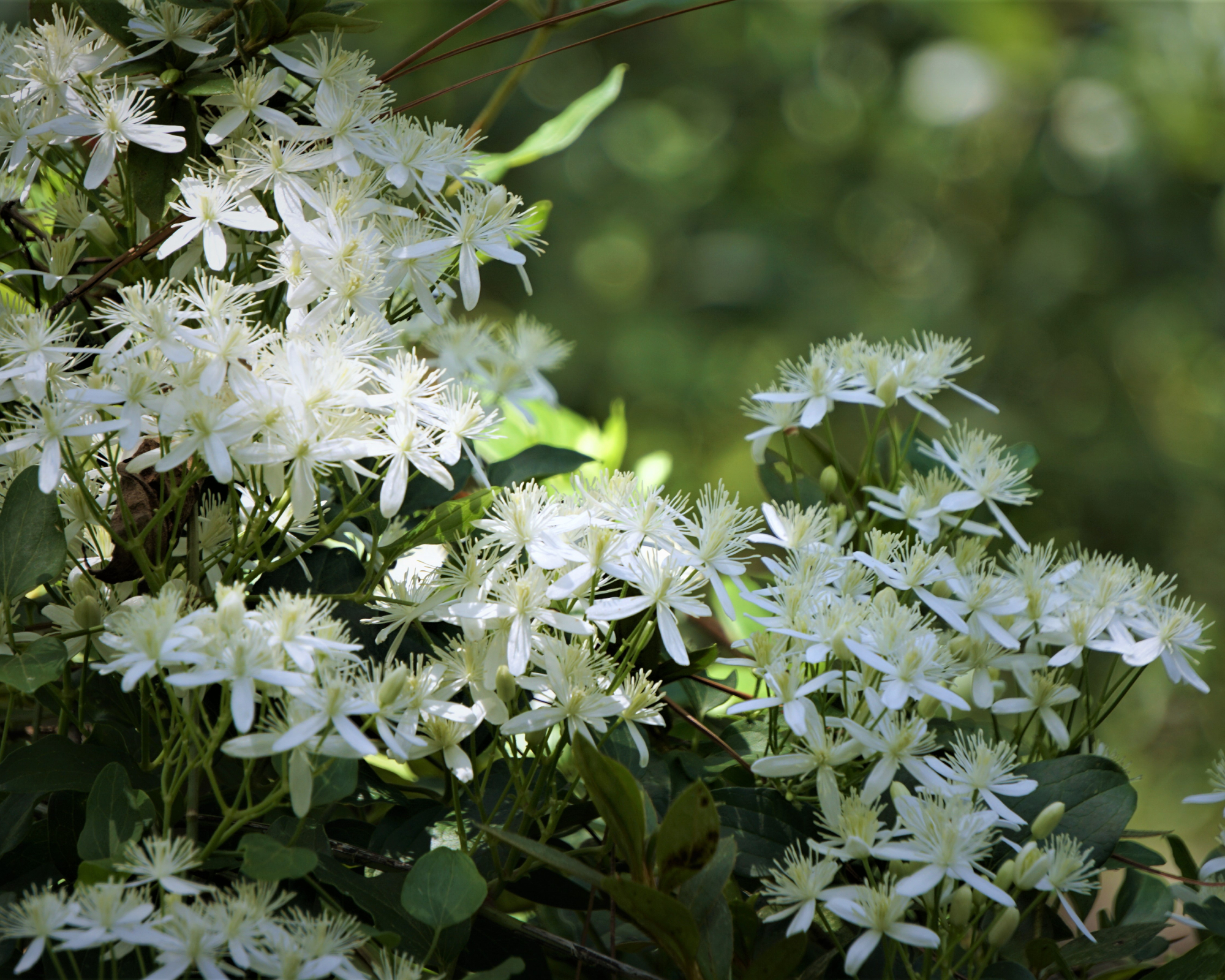 Sweet Autumn Clematis (Clematis terniflora) is blooming on vine up the tree