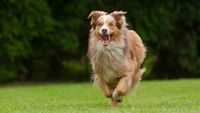 Senior Australian Shepherd Dog running in field 