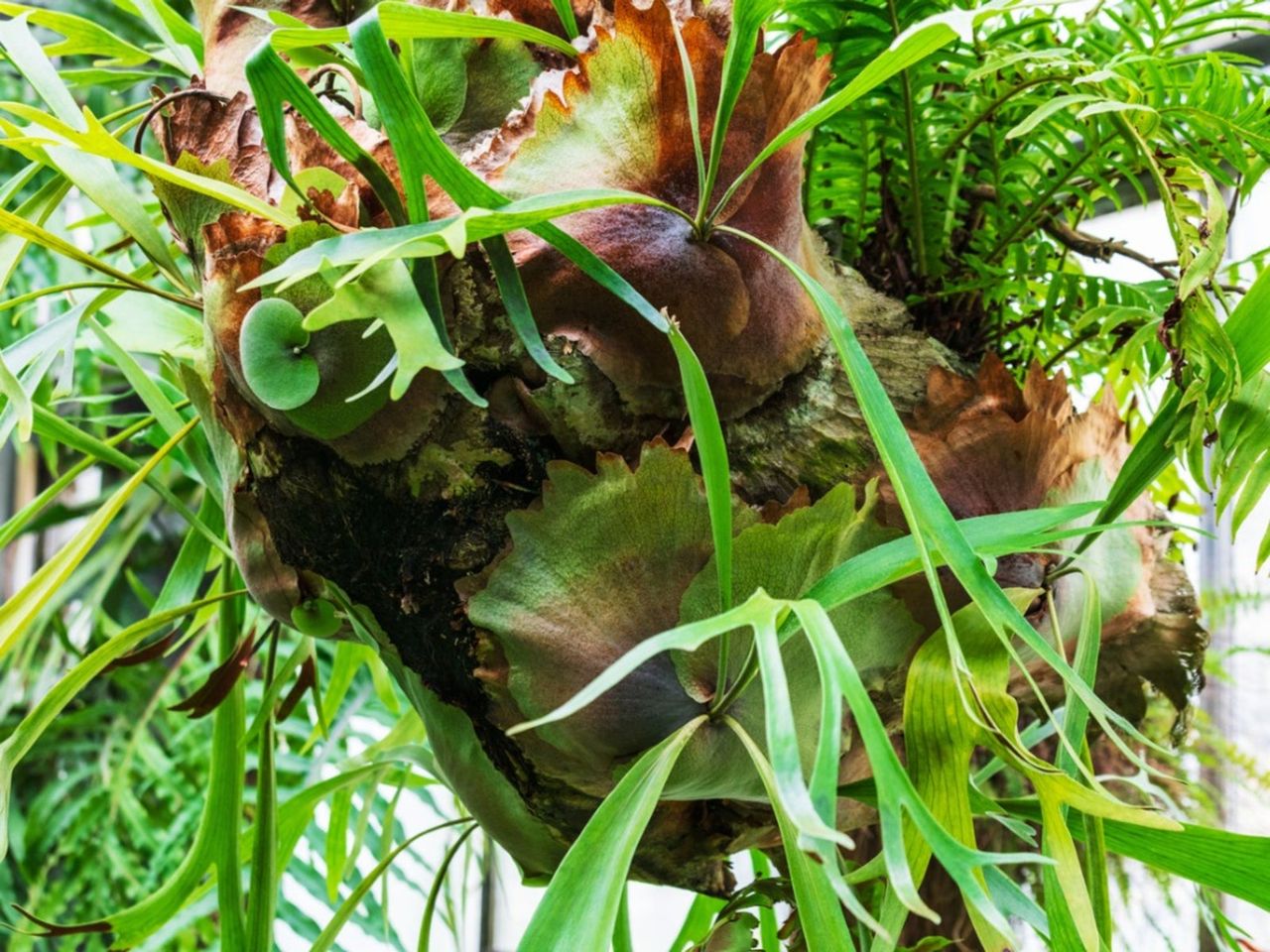 Staghorn Fern Pups