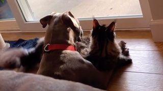 Cat and a Pit Bull snuggle up together in front of the patio doors