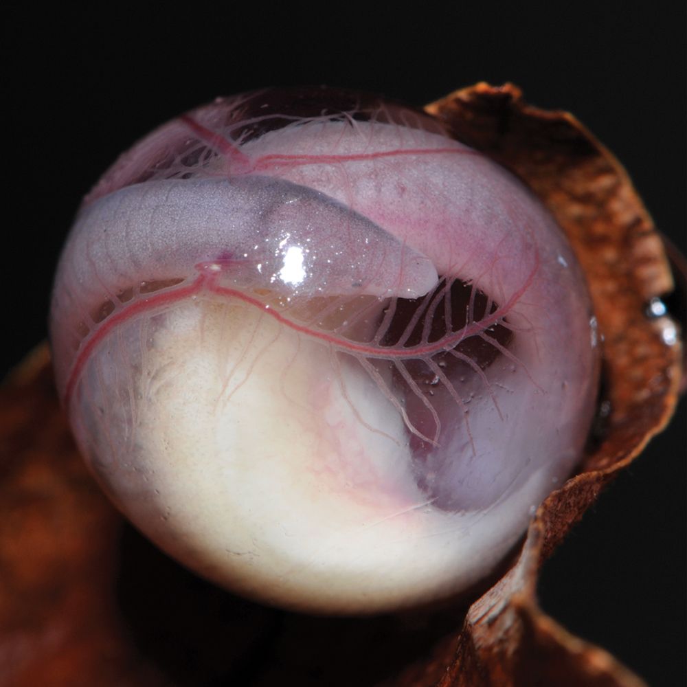 Slithery, Slimy: Images of Legless Amphibians | Live Science