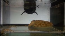 A cuttlefish freezes on the bottom of its tank in response to a video of a looming shark coming its way. This freezing behavior tamps down the natural electrical field emitted by all living things. 