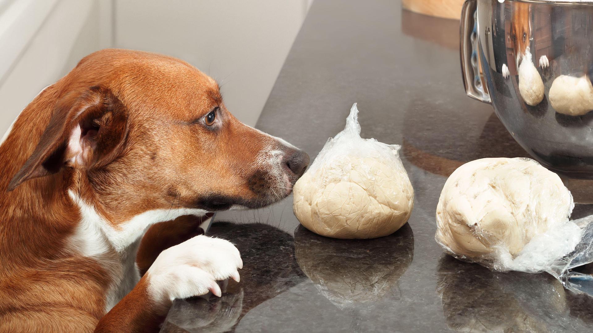 Dog counter surfing