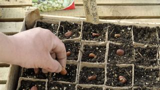 how to grow broad beans: sowing broad beans into cells indoors in spring