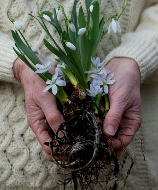 Young snowdrop plants to plant in the green