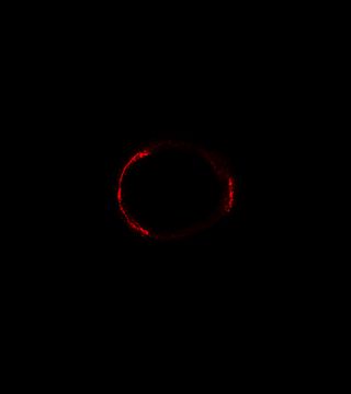 ALMA's highest-resolution image ever reveals the dust glowing inside the distant galaxy SDP.81. The ring structure was created by a gravitational lens that distorted the view of the distant galaxy into a ringlike structure.