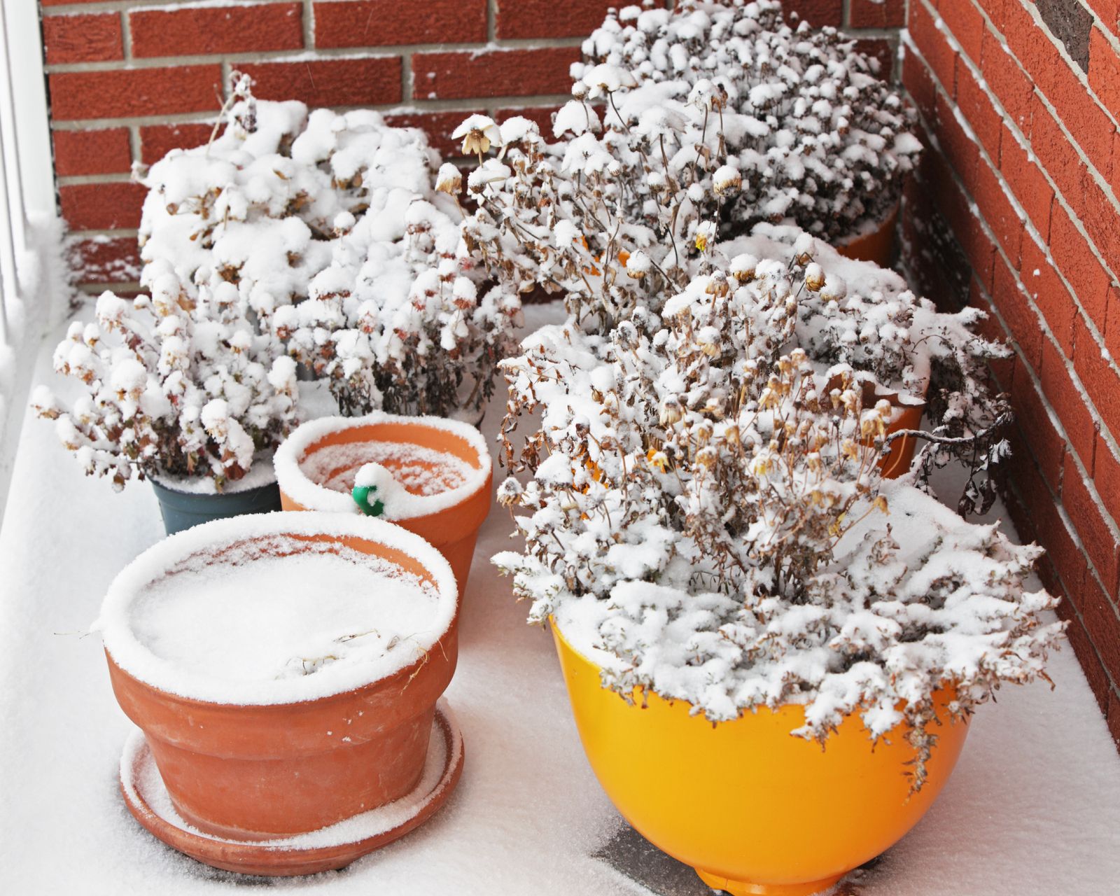 Complete Guide to Overwintering Container Plants | Gardening Know How