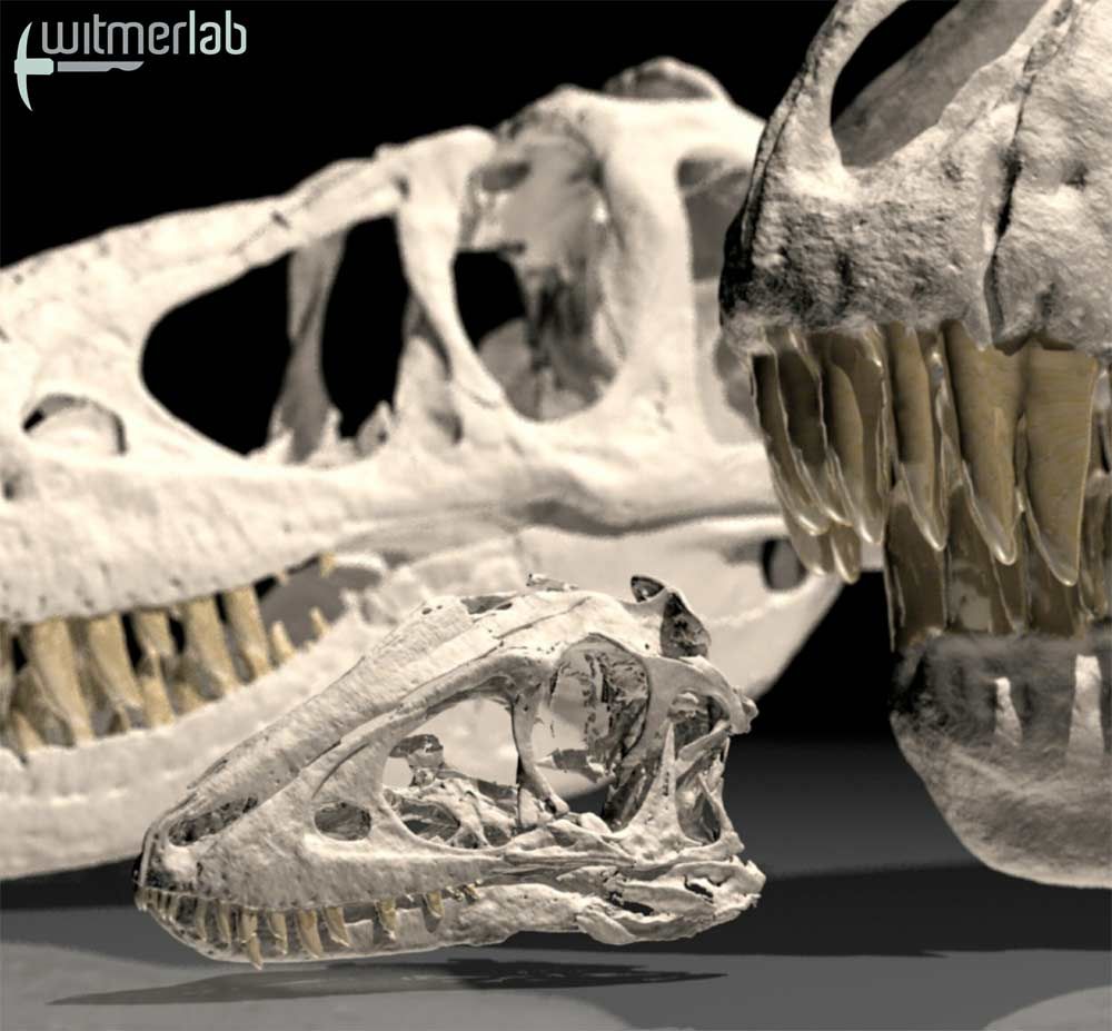 Tarbosaurus skull