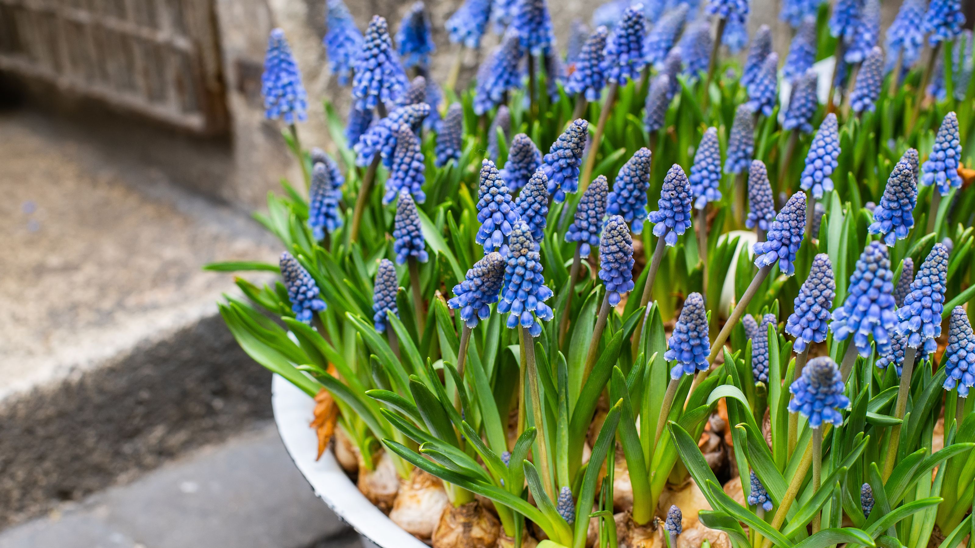 Blue muscari or grape hyacinth flowers growing in pot