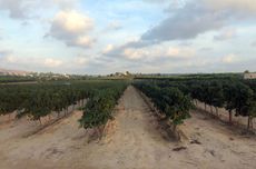 Vineyard in DO Valencia