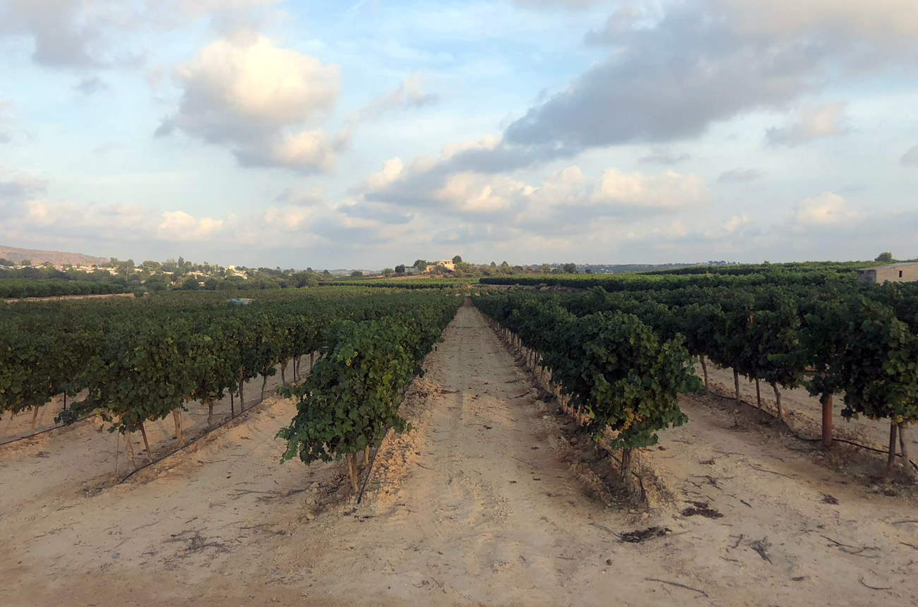 Vineyard in DO Valencia