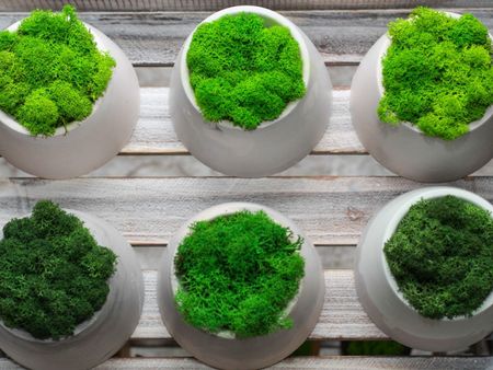 Moss growing in six small containers