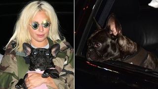 Lady Gaga and her Bulldog