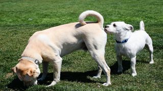 Small dog sniffing big dog's butt