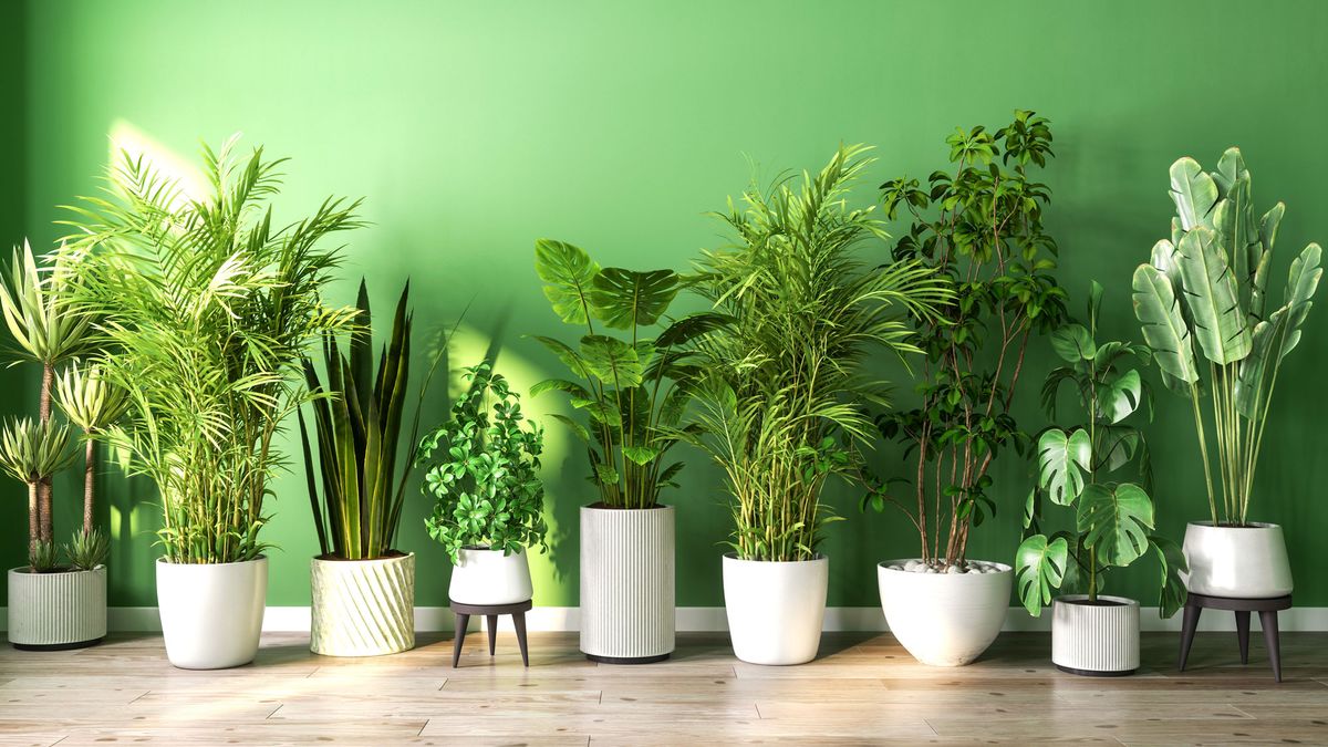 7 Houseplants You Should Bring Inside in September – Before the Cool Nights and Pests Catch Them Out