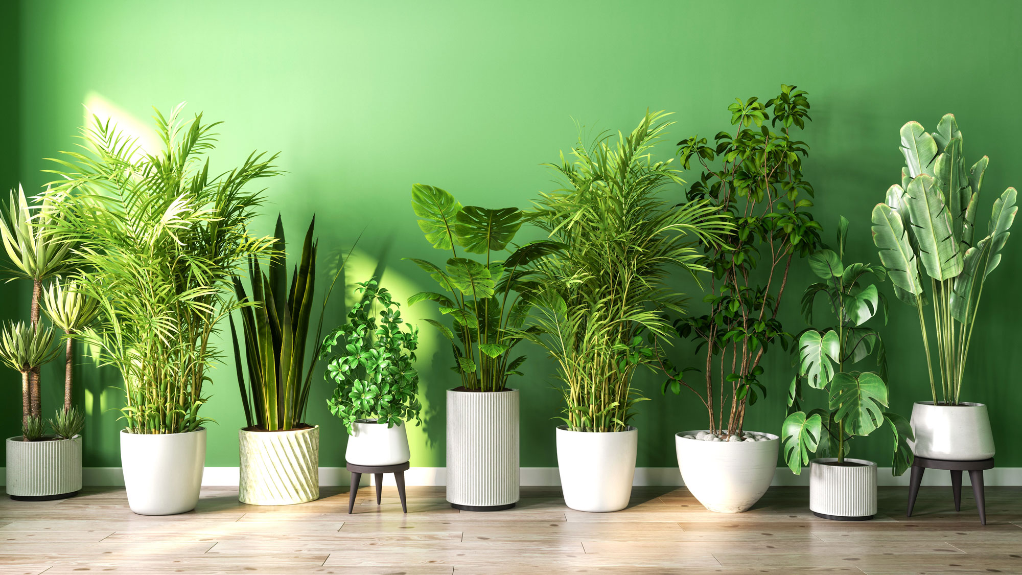 mixed houseplants in white pots in a row against a green wall