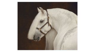 Photographic portrait of a white horse, taken by equine photographer Emma Campbell