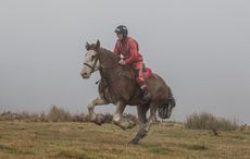 Clydesdales-Dartmoor-Nick-Scholfield-Salvo-LS1.jpg