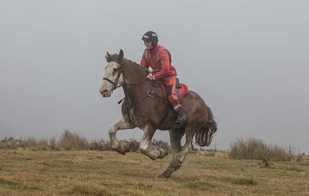 Clydesdales-Dartmoor-Nick-Scholfield-Salvo-LS1.jpg