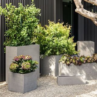 Several square gray concrete planters filled wiith summer greenery