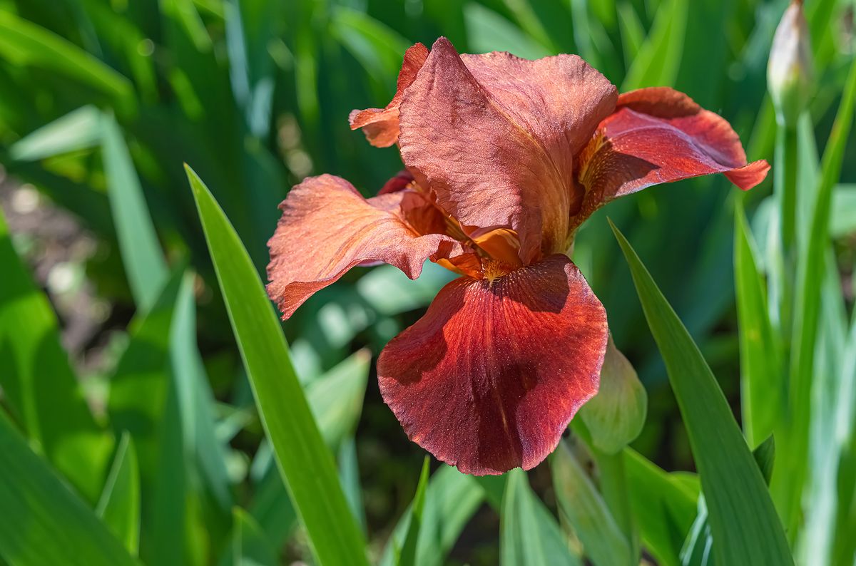 How to split irises to keep them blooming and healthy Homes & Gardens